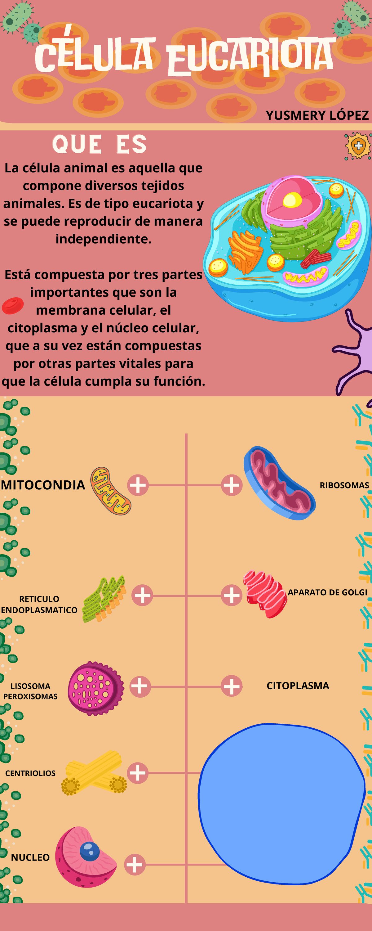 Celu 20241021 165258 0000 - MITOCONDIA LISOSOMA PEROXISOMAS NUCLEO ...