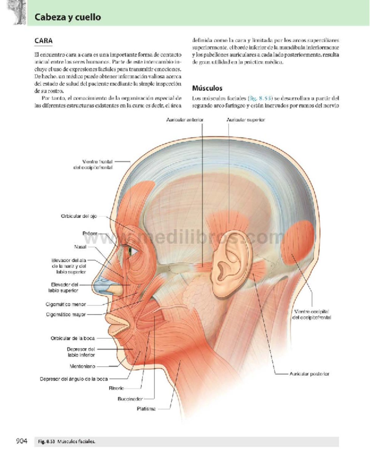 Anatomía de los Músculos Faciales según Gray - Cara 8 - Studocu, image size:1200x1533