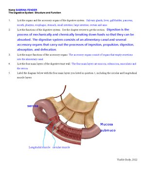 Solved Layer Composition Function Mucosa Submucosa Muscularis Serosa