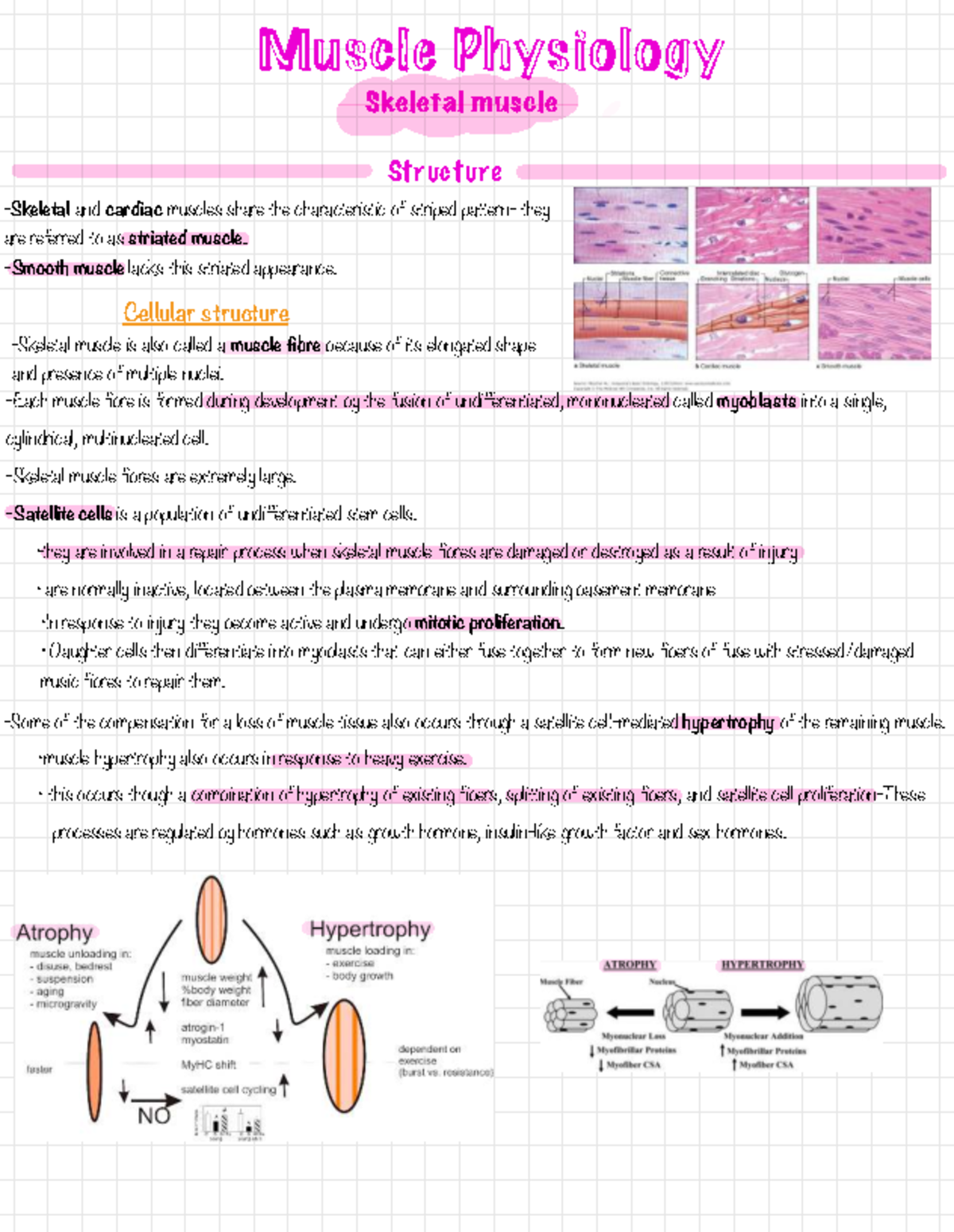 FLGX 123 Semester 2 241011 104123 - Muscle Physiology Skeletal muscle ...