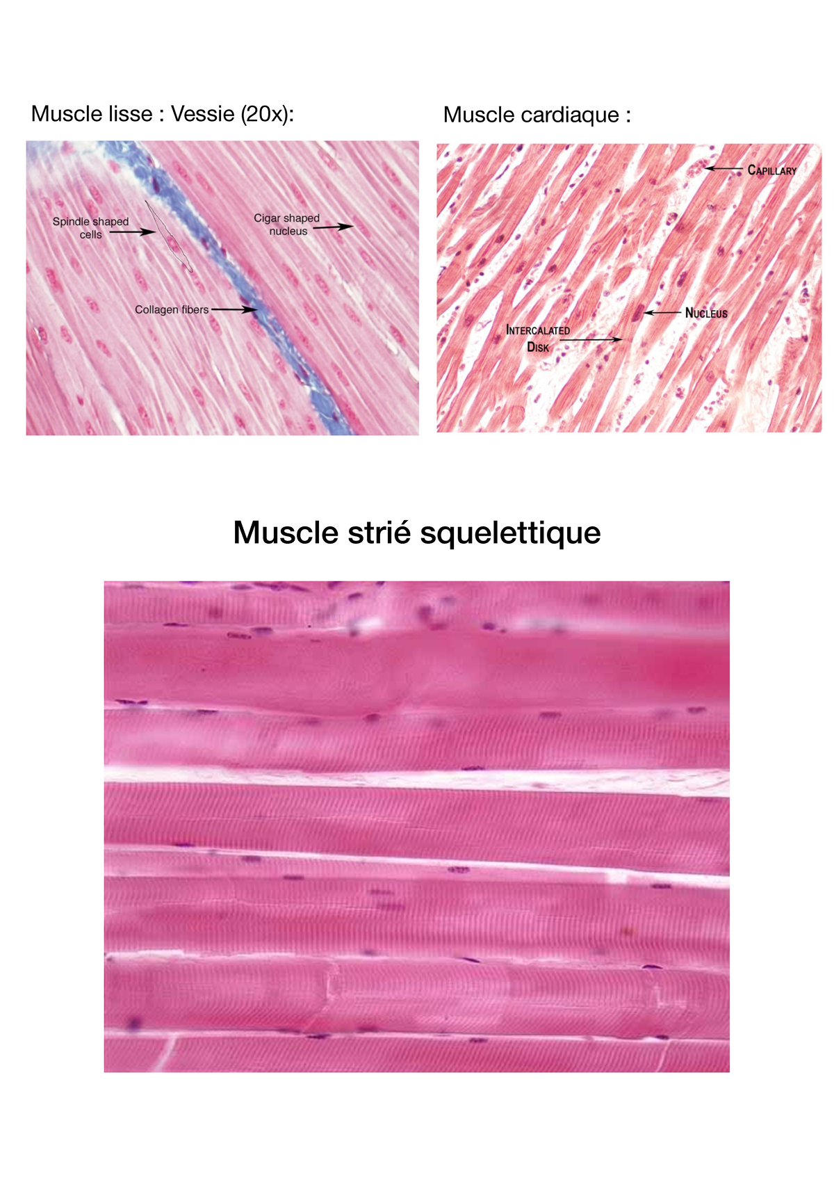 L1 Physio CM Contraction cellule musculaire Poly - copie - Muscle lisse ...