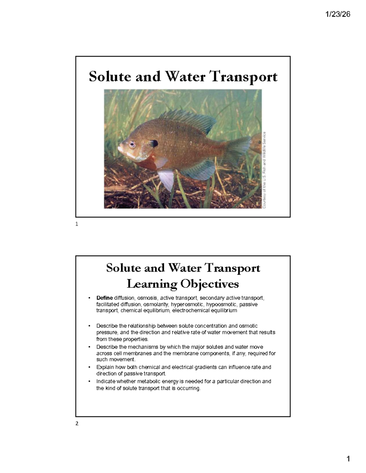 Lecture on Solute and Water Transport Mechanisms - Studocu