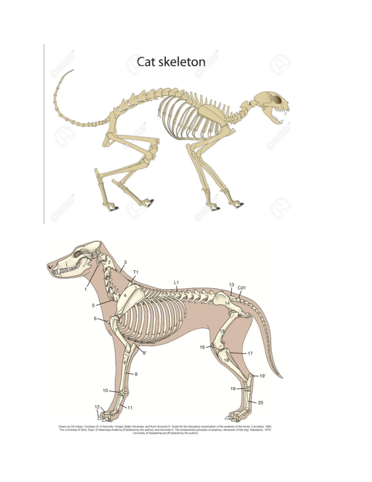 In class review exercise - Cat skeleton 2 3 T1 L1 13 Cd1 1 4 14 5 6 16 ...