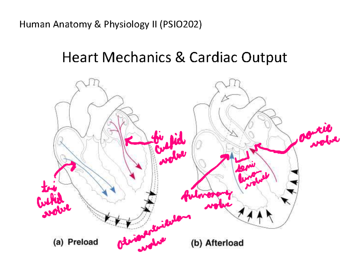 Heart Mechanics & Cardiac Output Overview - PSIO202 Lecture Notes - Studocu