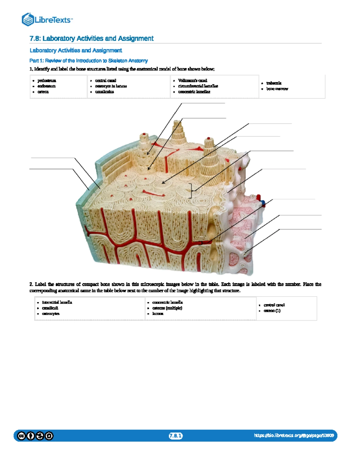 CC 8.8 Axial Skeleton Lab Activities: Skull and Vertebral Structure ...