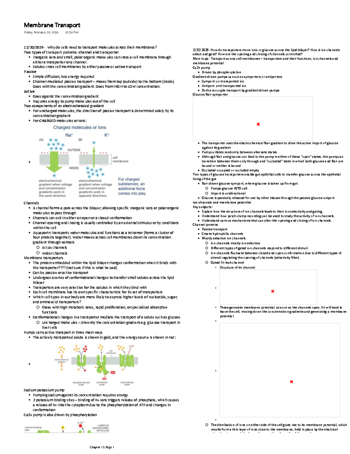 Membrane Transport Overview - Chapter 11 Notes - Studocu