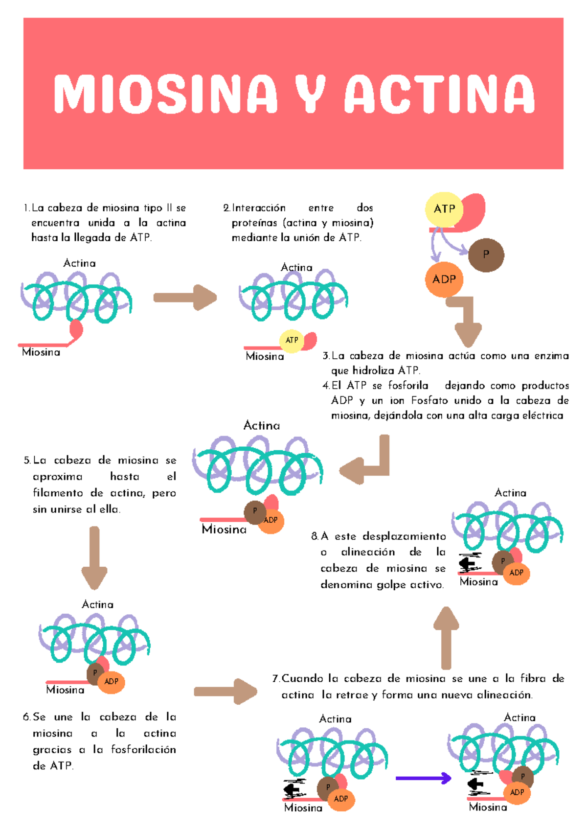 Mecanismo de Contracción Muscular: Actina y Miosina - Document Preview