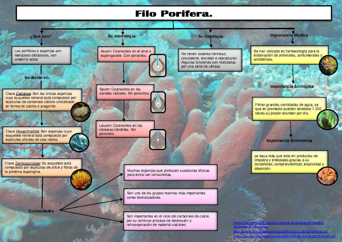 Apuntes sobre Clasificación y Características de Filo Porifera - Studocu