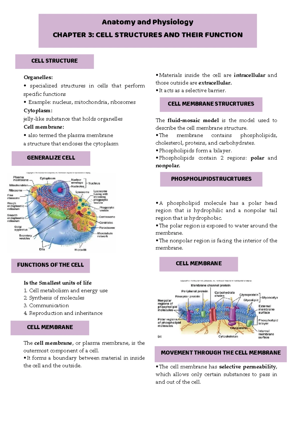 Anatomy & Physiology: 1st Semester Study Notes Overview - Studocu