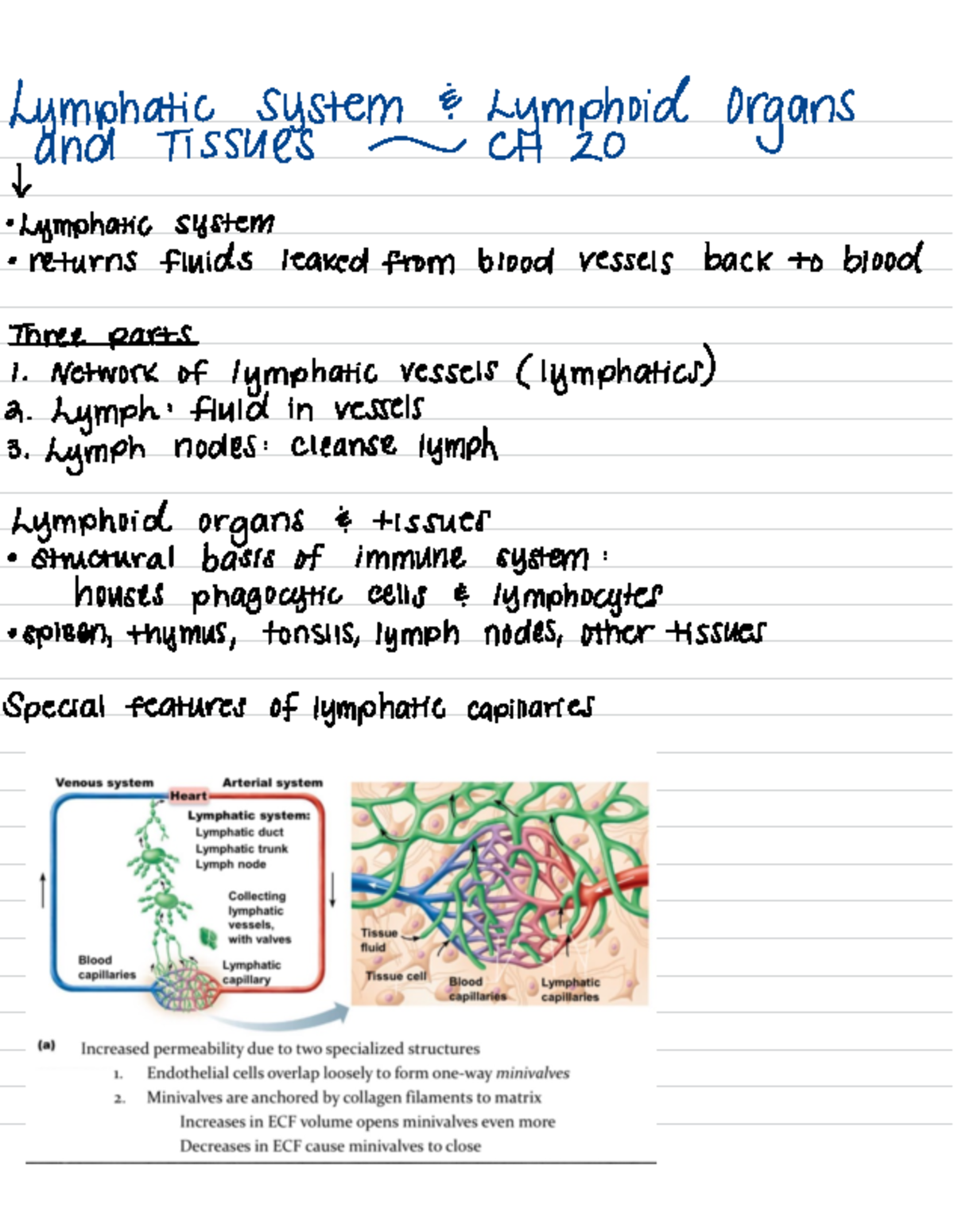 Lymphatic System and Lymphoid Organs: Key Concepts and Functions - Studocu