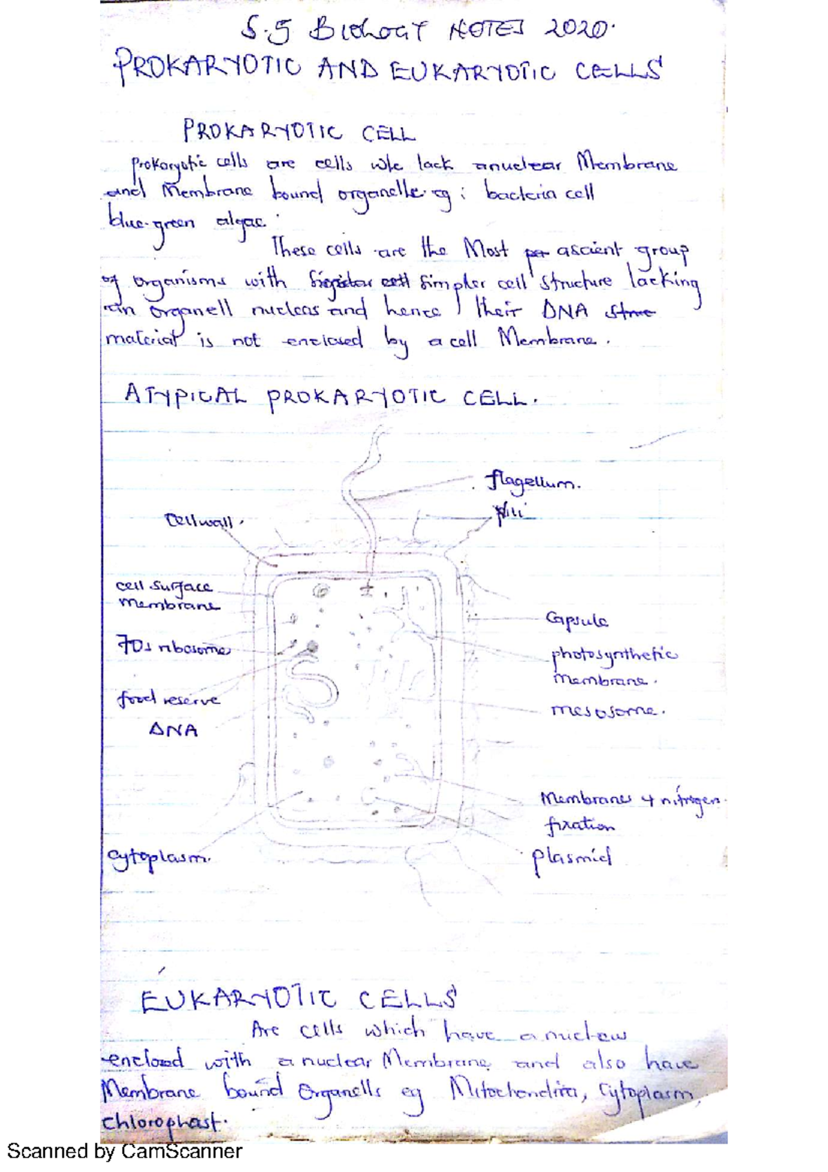 5.5 PROKARYOTIC AND EUKARYOTIC CELLS NOTES - 2020 Study Guide - Studocu