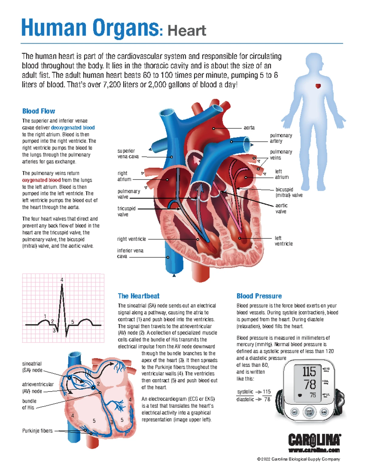 Liver Anatomy and Function: Detailed Overview for Bio 101 - Studocu, image size:1200x1553