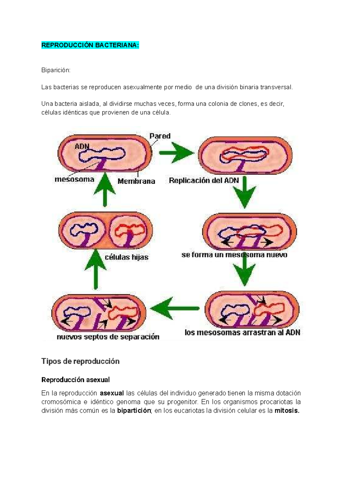 Reproducción Bacteriana: Bipartición y Mecanismos Asexuales - Studocu