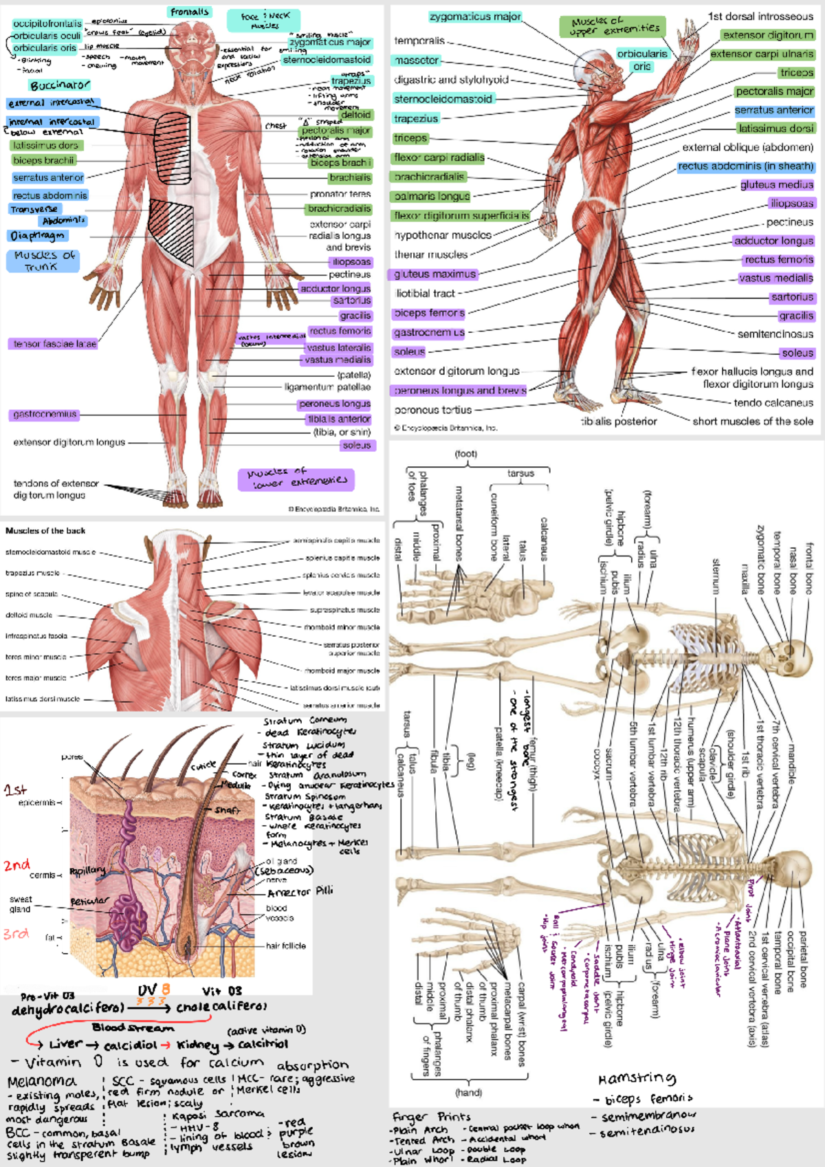 BIOD 151 Module 4 Skeleton Anatomy Problem Set Notes - Studocu