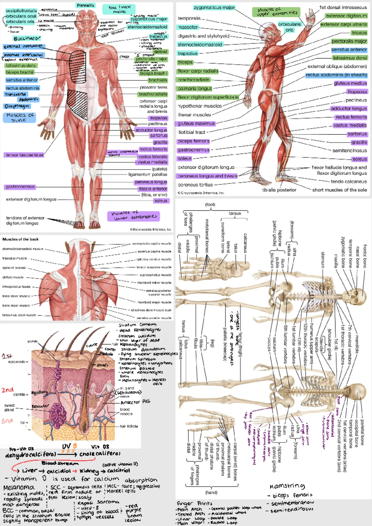 Free High School Study Notes & Summaries in USA - Studocu
