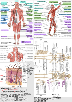 解剖学 1 Anatomy 1 UTA 2457 A&P Practical 1 Outline Flashcards | Quizlet