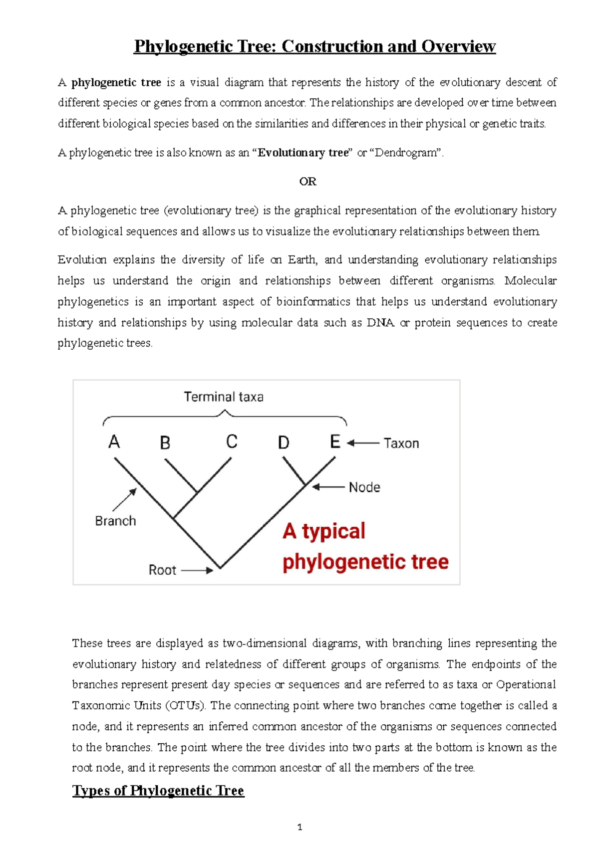 Phylogenetic Tree - The relationships are developed over time between ...