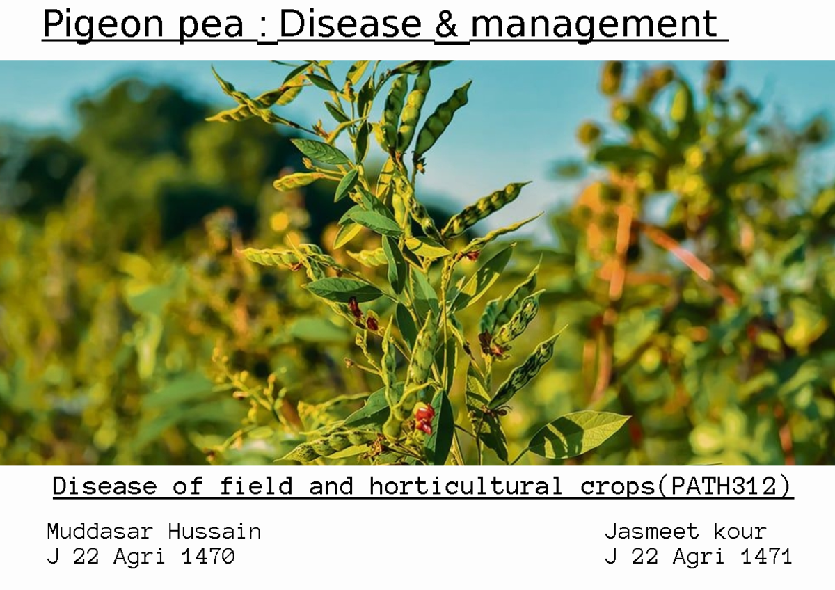 Pigeon Pea Diseases & Management: Insights for PATH 312 Course - Studocu