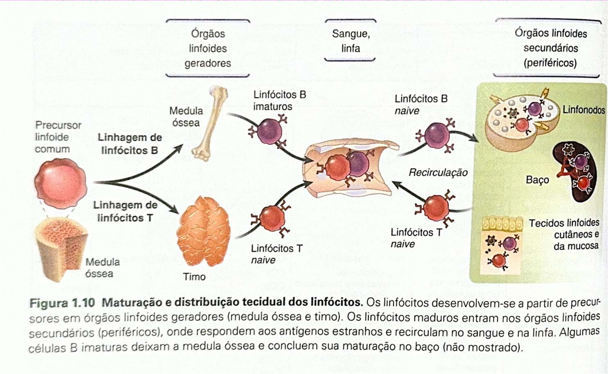 Órgãos Linfoides e Linfócitos: Maturação e Distribuição 566566 - Studocu