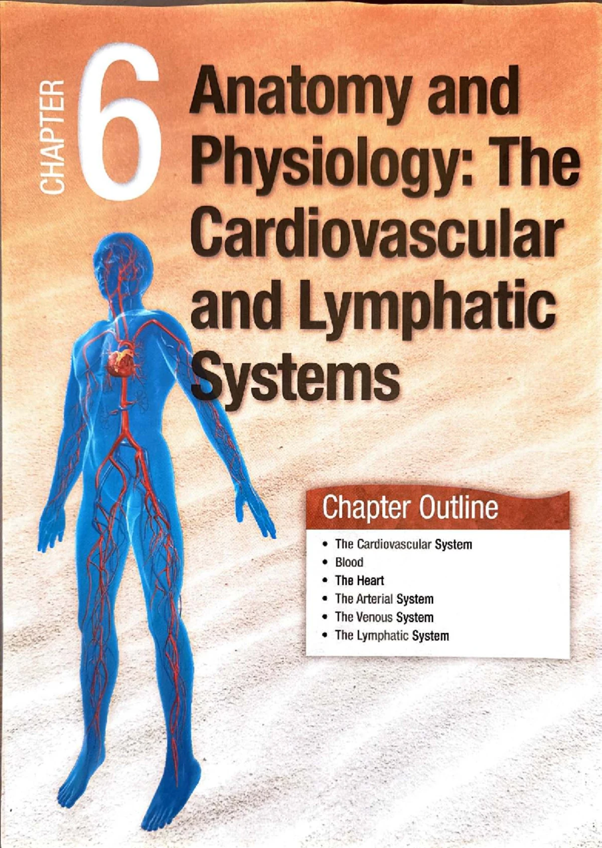 Comprehensive Overview of Cardiovascular & Lymphatic Systems - Studocu