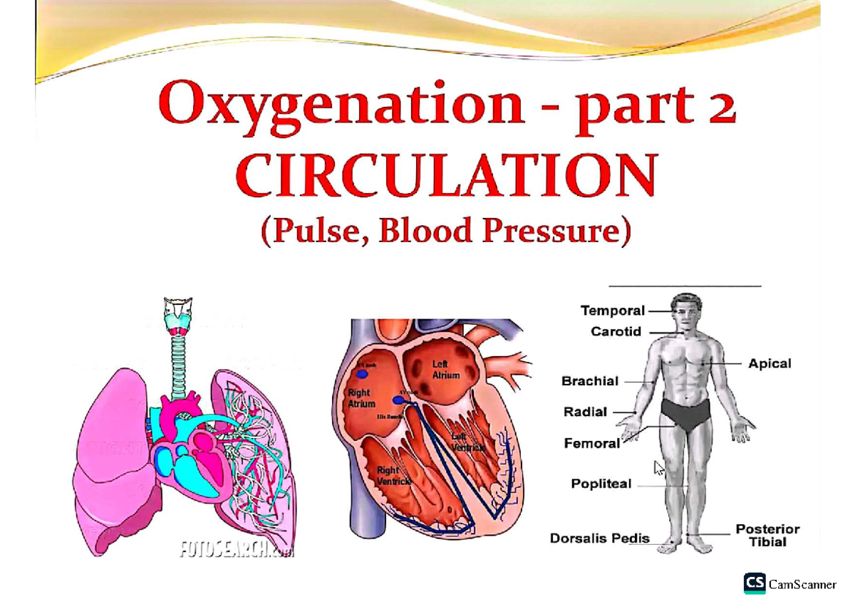 FONP - Circulation: Understanding Pulse and Blood Pressure Dynamics ...