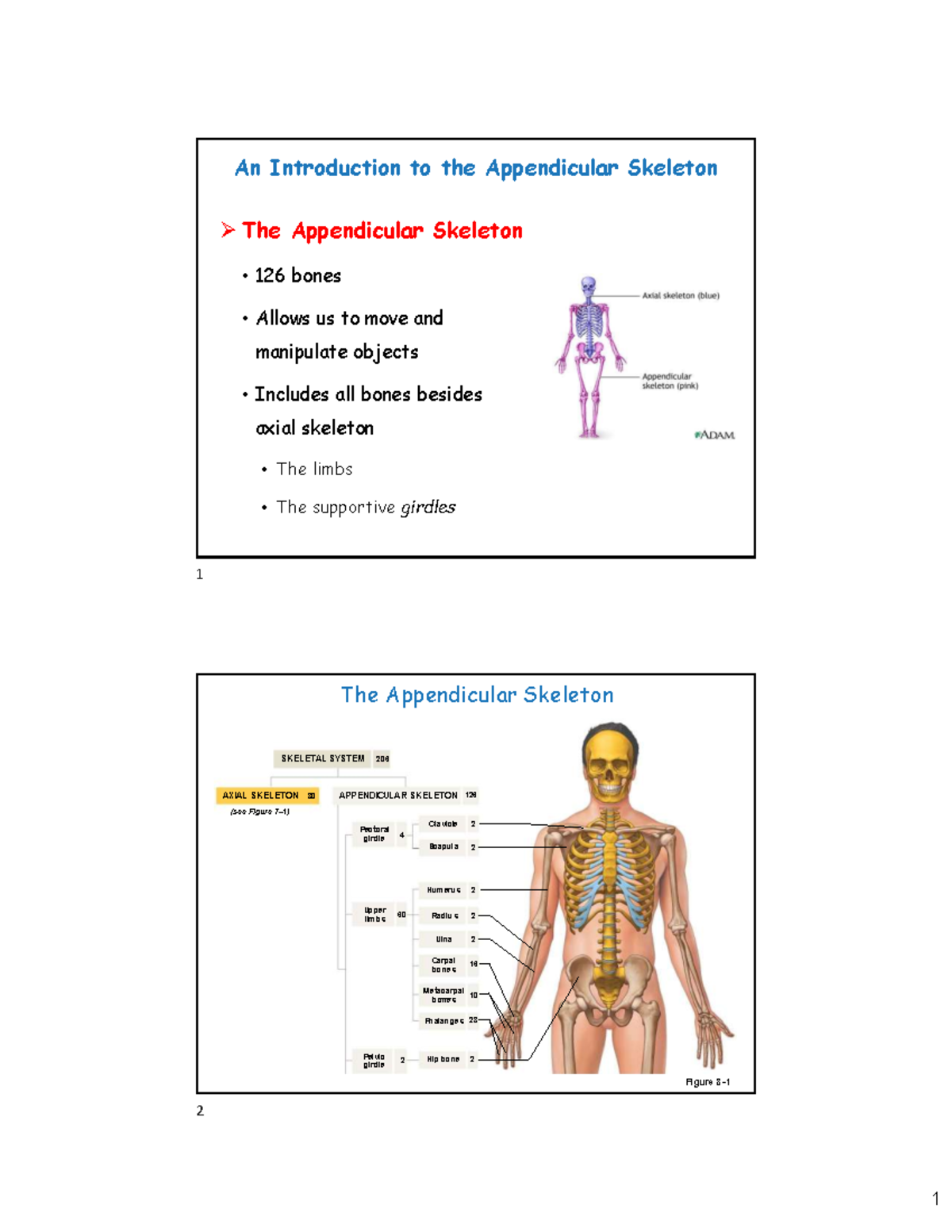 Appendicular Skeleton Overview: Girdles & Limbs Structure (BIO 101 ...