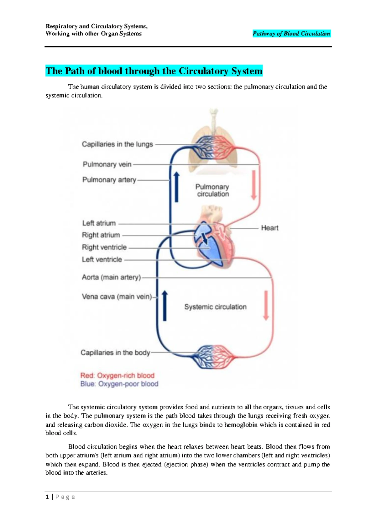 Week 2: Anatomy and Functions of the Human Circulatory System - Studocu