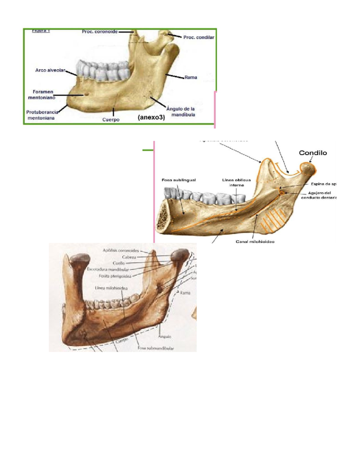 Apuntes de Anatomía Humana: Estructuras Mandibulares y Forámenes - Studocu