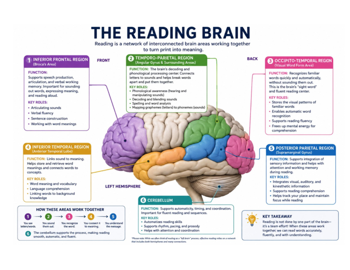 THE READING BRAIN: Understanding the Neural Network of Reading - Studocu