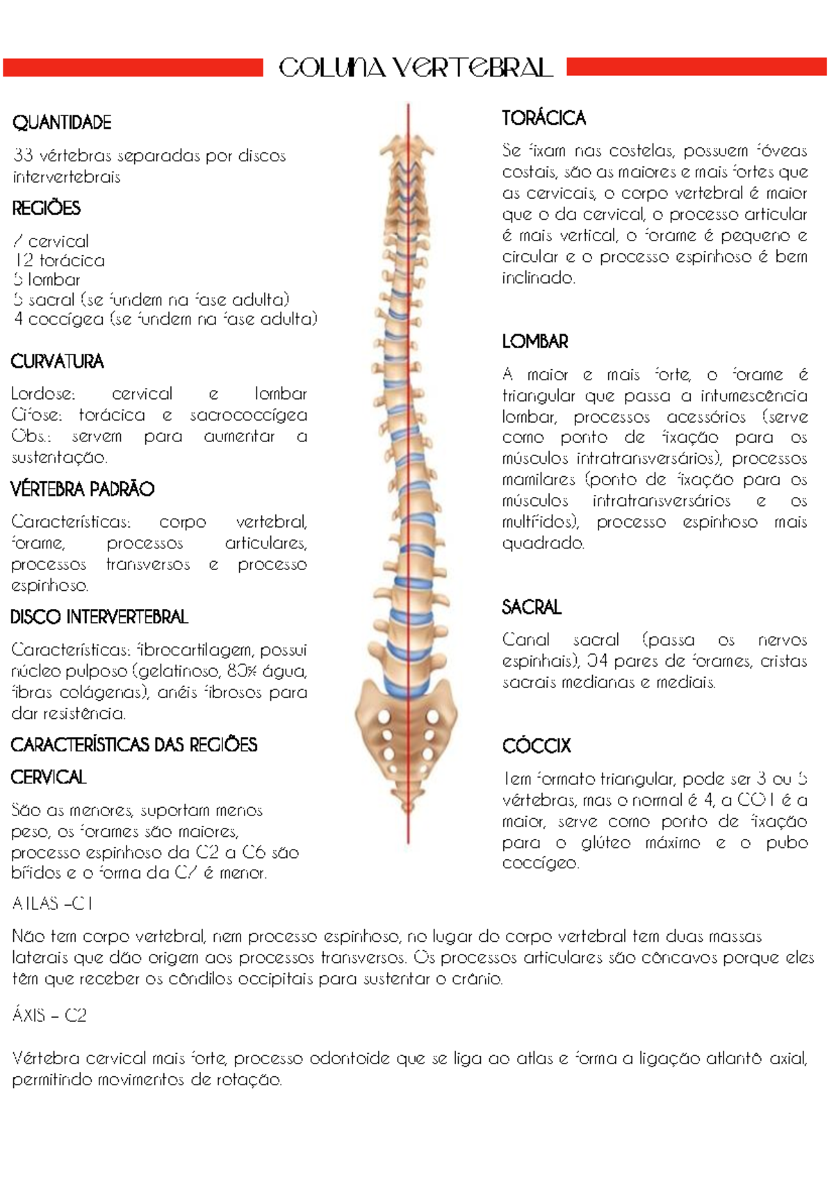 Resumo da Coluna Vertebral: Estrutura e Funções - Studocu