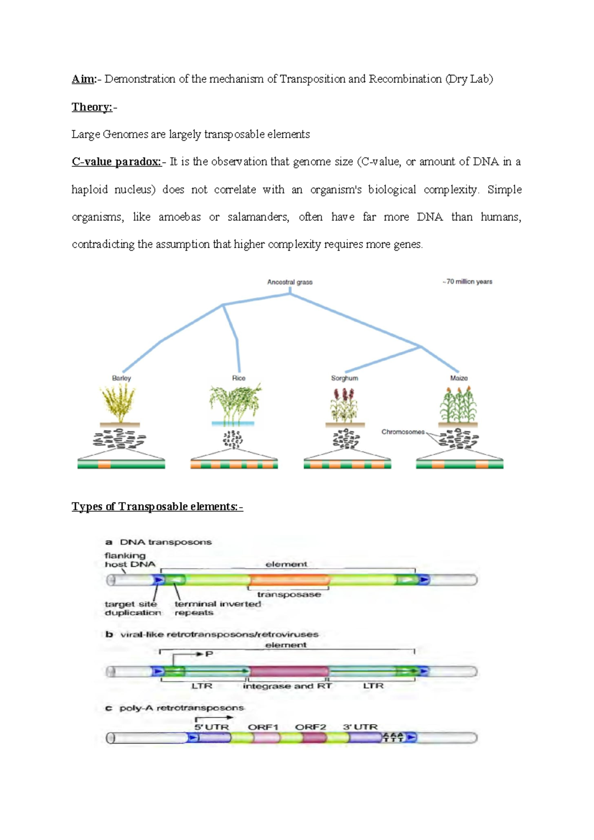 Demonstration of Transposition & Recombination Mechanisms (Dry Lab ...