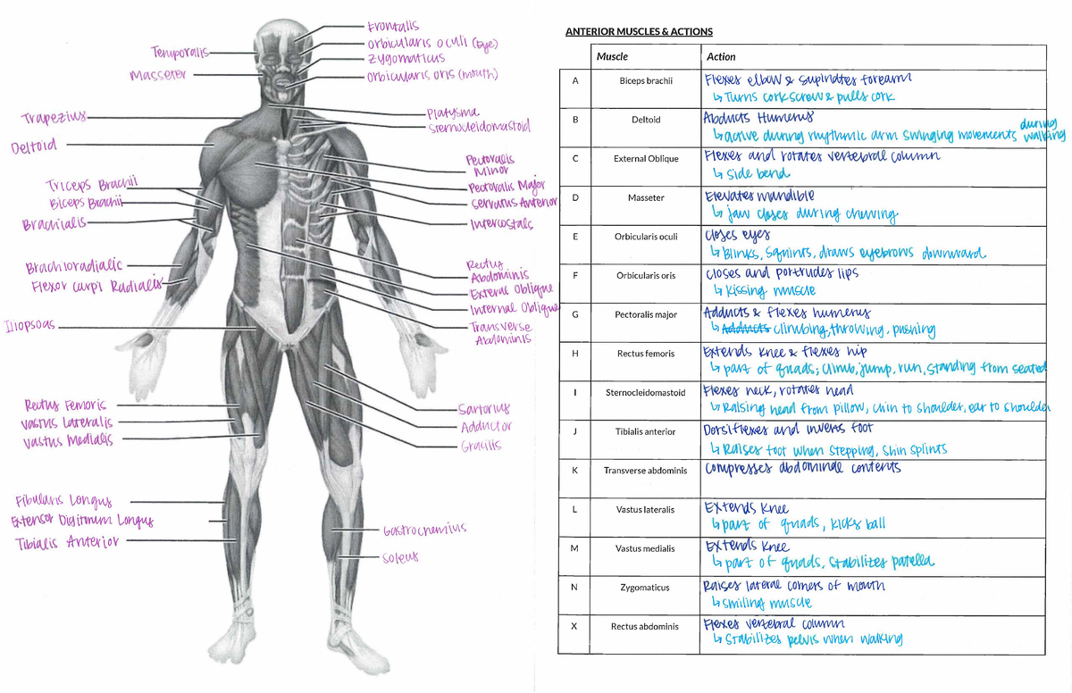 Muscle Labeling Key - Actions of Anterior Muscles - Studocu