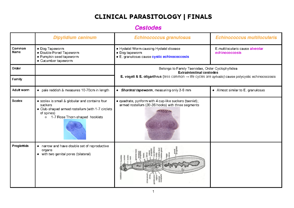 4B Finals - Cestodes in Clinical Parasitology Study Notes - Studocu