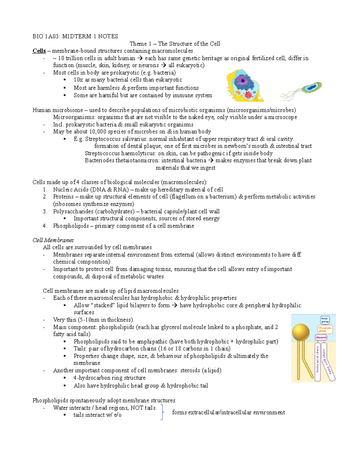 BIO 1A03 Midterm 1 Notes - BIO 1A03: MIDTERM 1 NOTES Theme 1 – The ...