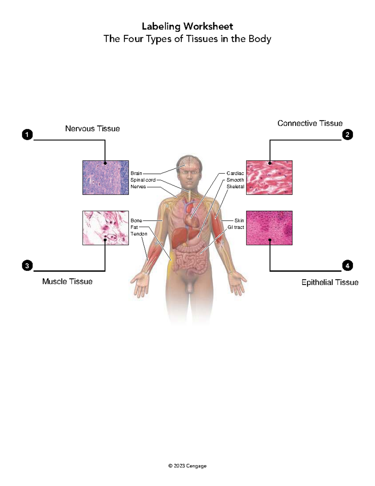 Labeling Worksheet: Four Types of Tissues & Exocrine Glands - Studocu