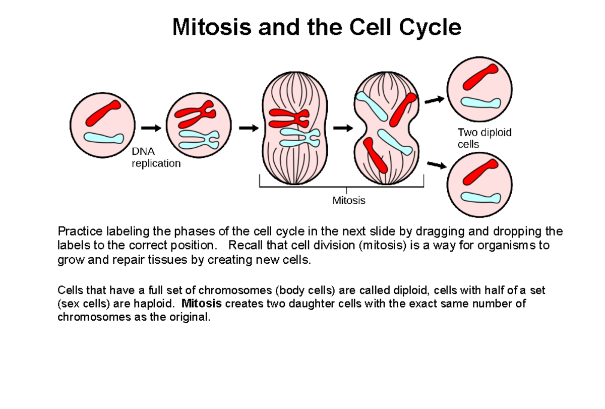 Mitosis and Cell Cycle Labeling Practice - Drag & Drop Activity - Studocu