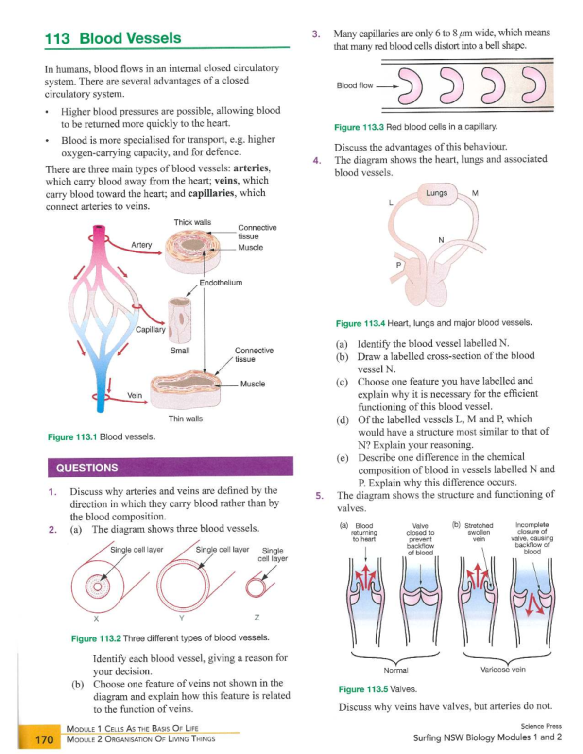 113 Blood Vessels: Understanding Circulatory System Functions and ...