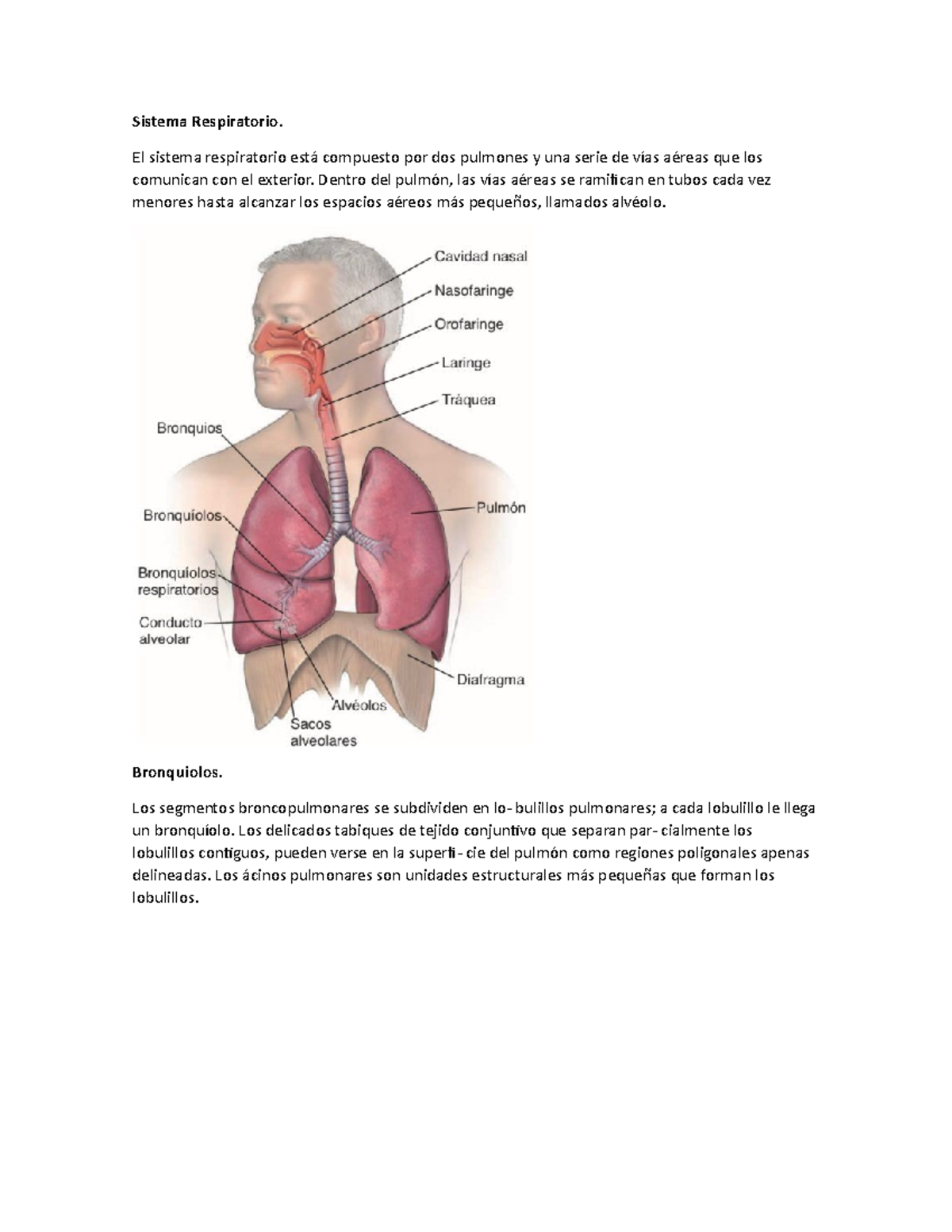 Aquí hay una leyenda para la imagen: pulmones humanos con tráquea. foto –  Imagen de Anatomía gratuita en Unsplash, image size:1200x1553