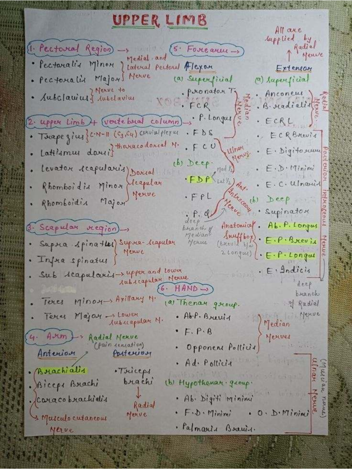 Upper Limb Anatomy Notes (Course Code: IMG 0011) - Studocu