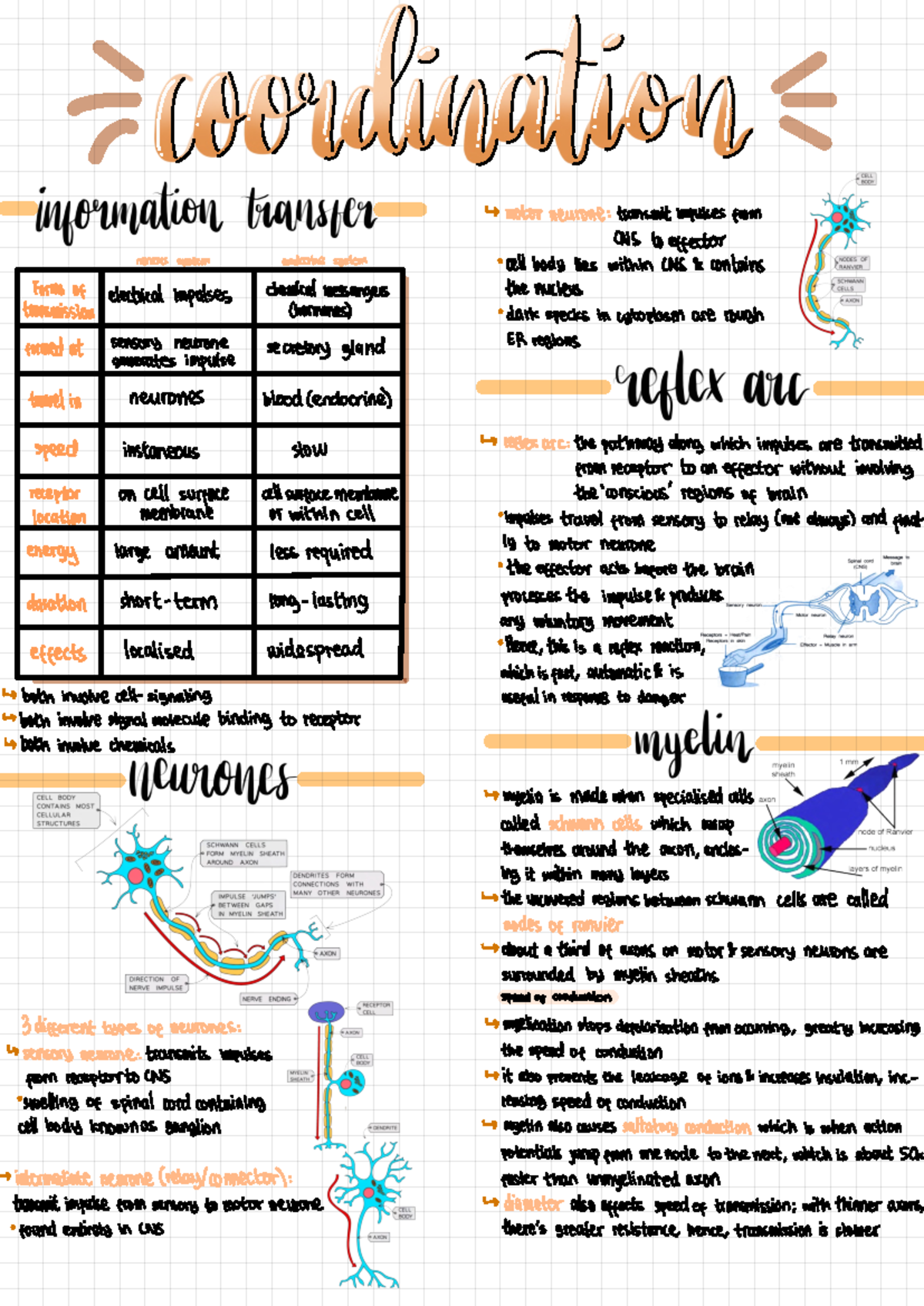 CIE A Level Biology Chapter 15: Coordination Overview and Concepts ...