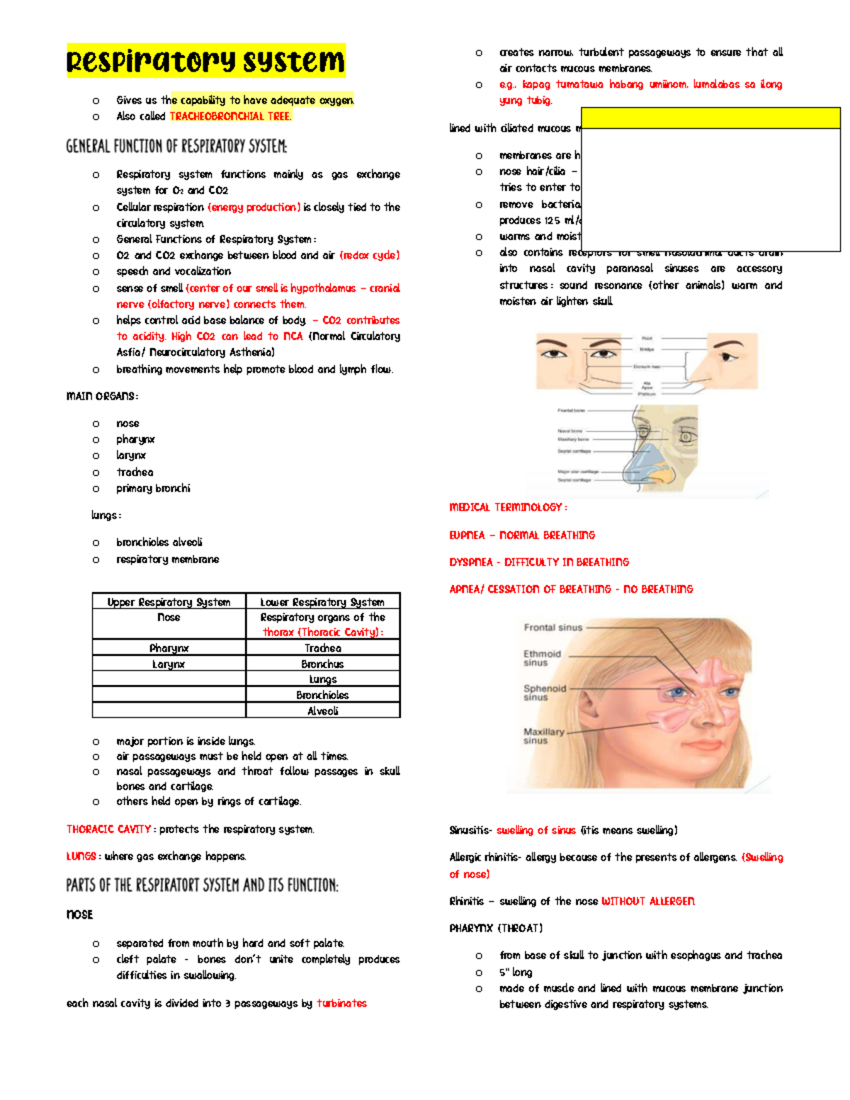 Respiratory System Overview: Functions, Anatomy, and Disorders (BIO 101 ...