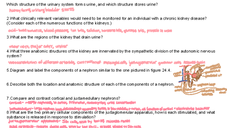 Anatomy & Physiology 2 - Exam 2 Study Notes on Urinary & GI Systems ...