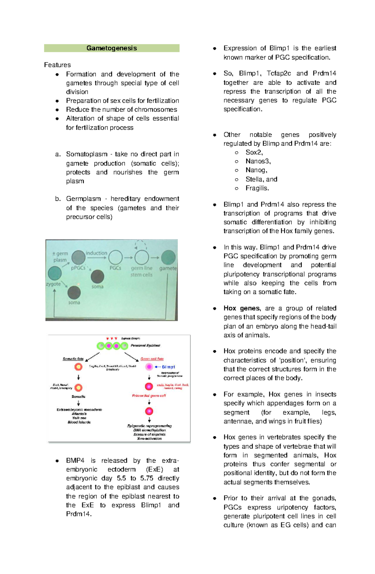 Dev Bio (GAM 101): Gametogenesis and PGC Specification Insights - Studocu
