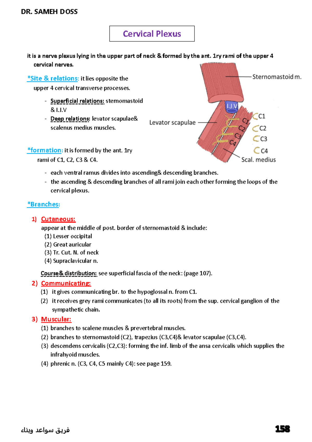 Cervical Plexus Overview: Head & Neck Anatomy Insights - Studocu