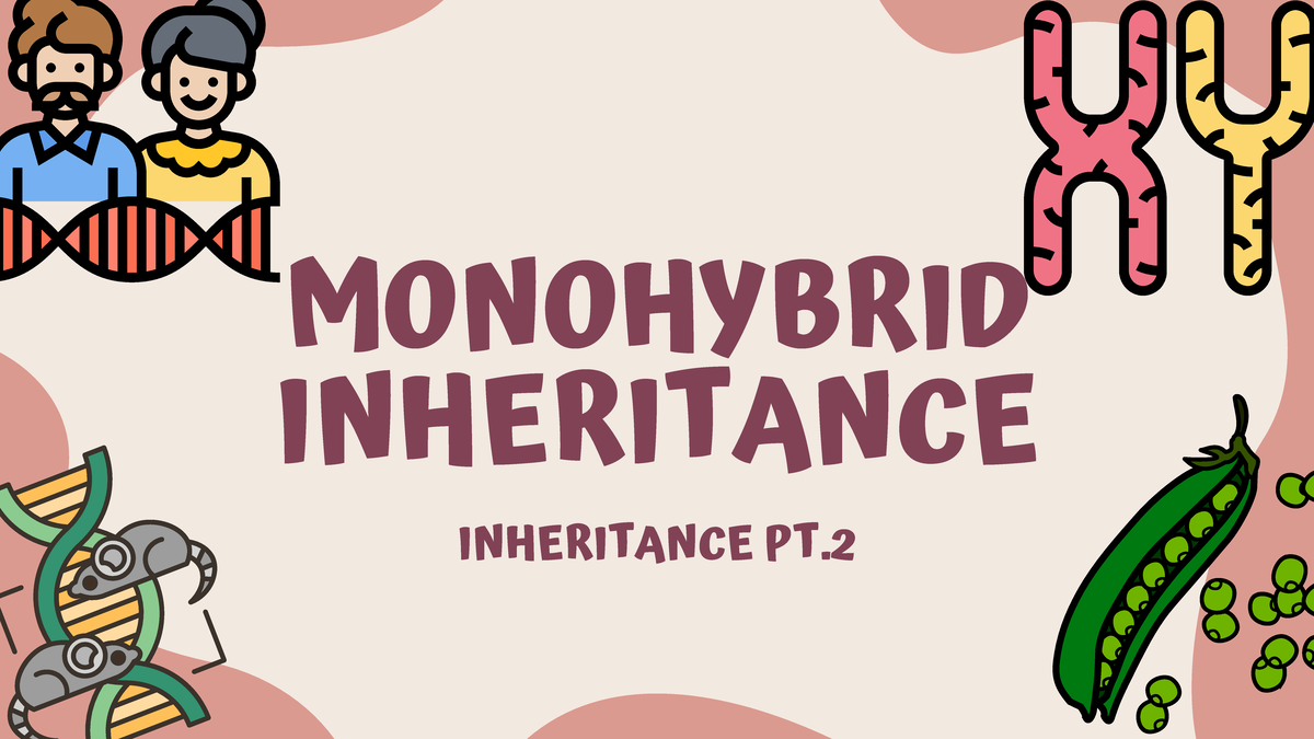 Monohybrid Inheritance Notes and Tips for Exam Success - Studocu