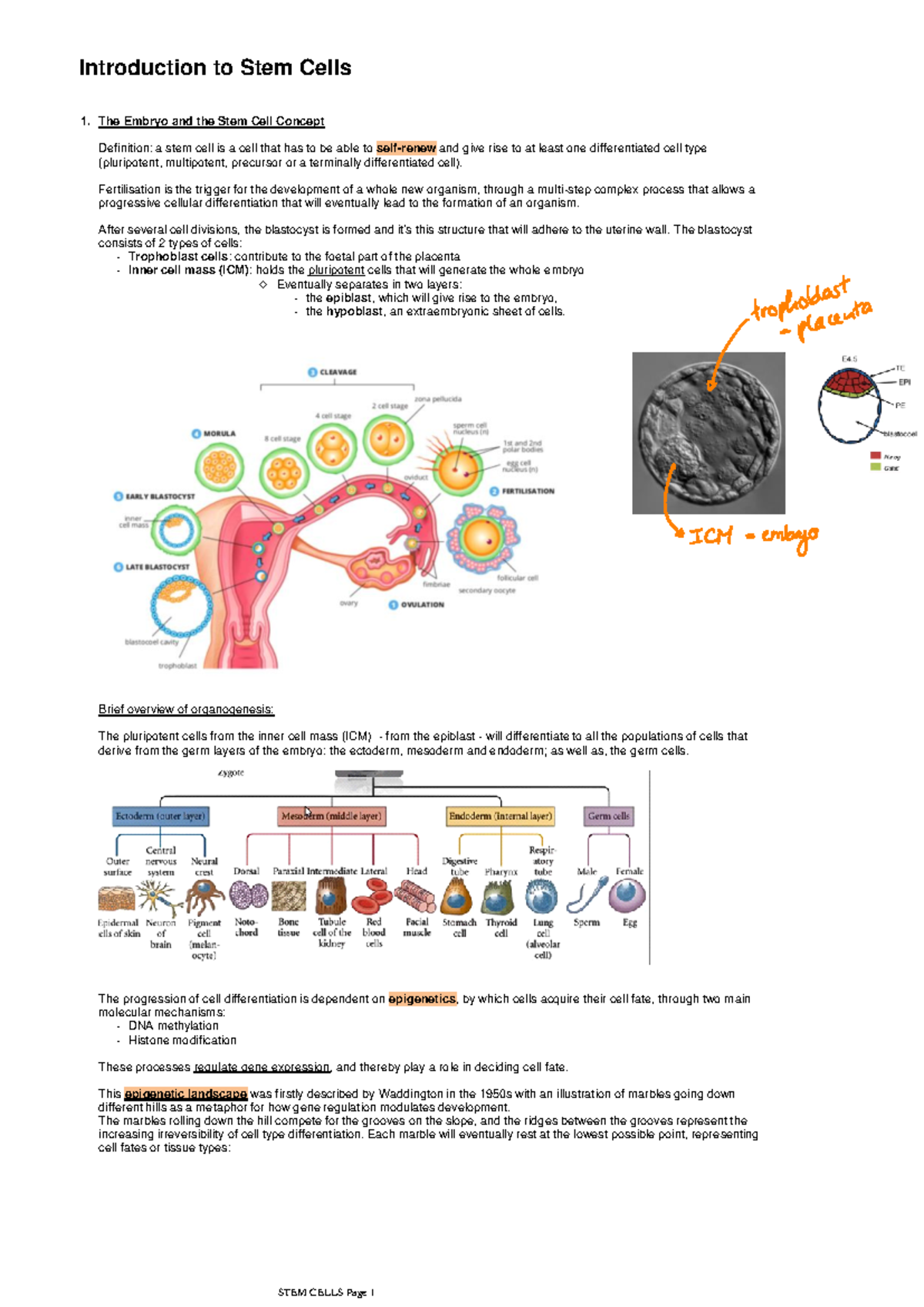 1. Introduction to Stem Cell Biology, cell reprogramming and potential ...