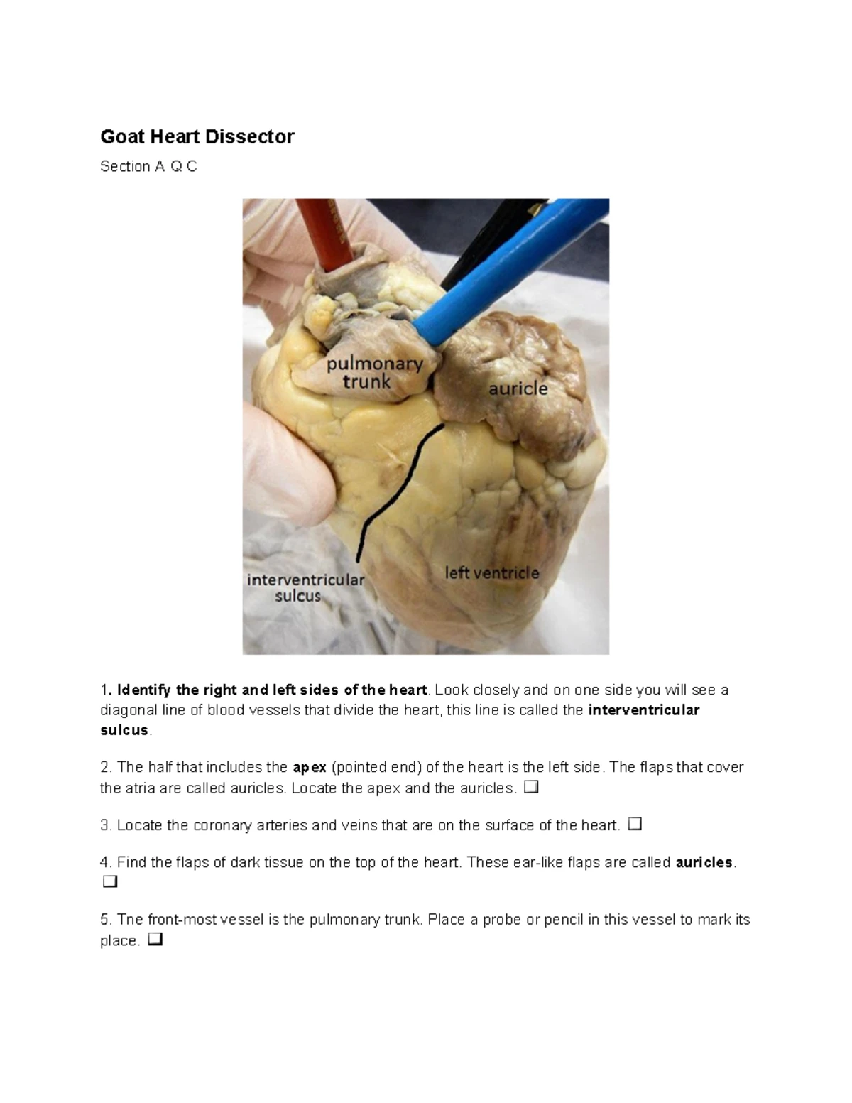 Goat Heart Dissector Guide: Anatomy & Structures Overview - Studocu