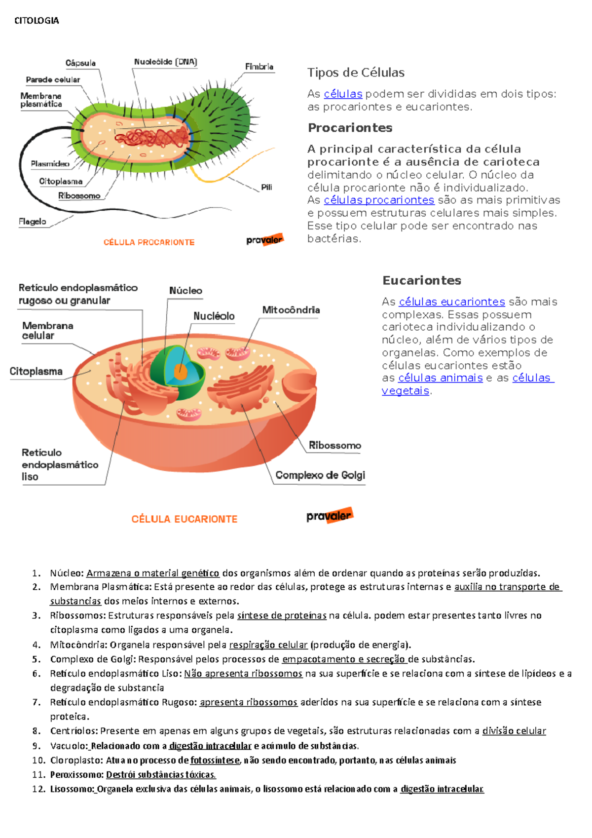 citologia-citologia-tipos-de-c-lulas-as-c-lulas-podem-ser