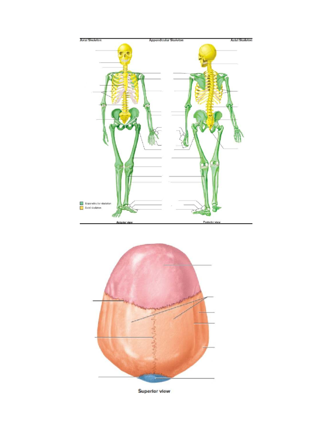 Axial and Appendicular Skeleton Overview - Bones Study Guide - Studocu