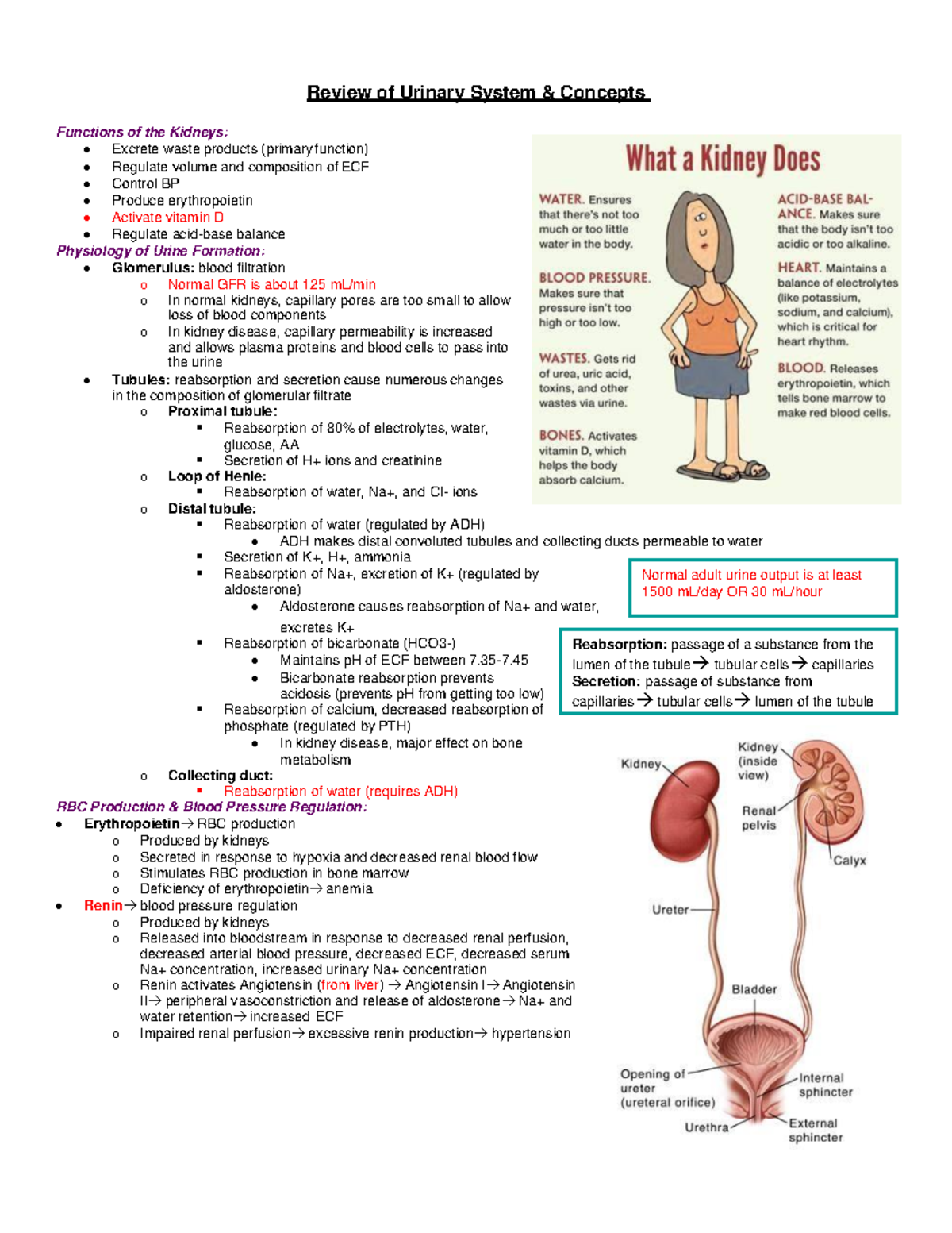 Final Exam Notes for Urinary System (NUR 310) - Studocu